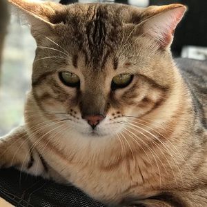 Meet your Posher, Lane